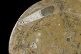 Fossil Orthoceras & Goniatite Round Plate - Stoneware #140074-1